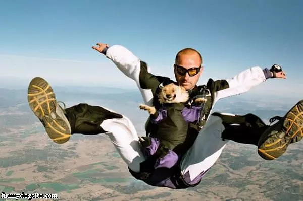 Skydiving Dog