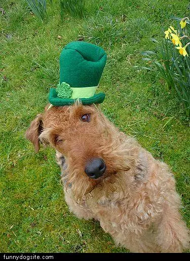 Irish Hat