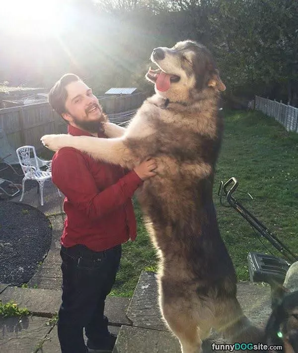 A Tall Dog