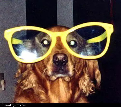 Funny Dog Glasses