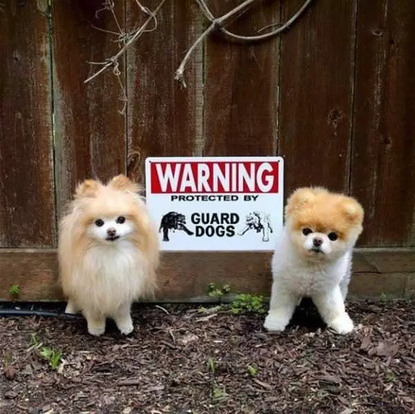 Protected By Guard Dogs
