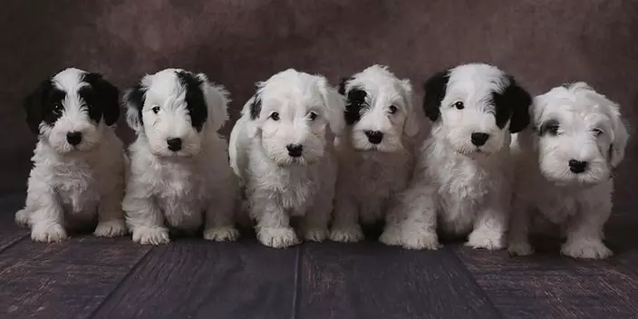 Sealyham Terrier cute puppies