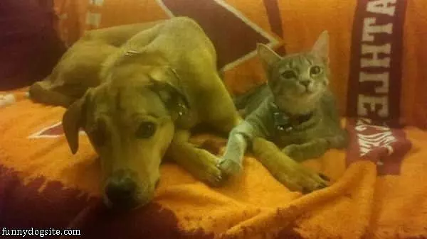 Cat And Dog Holding Hands