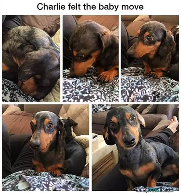 Charlie Felt The Baby Move