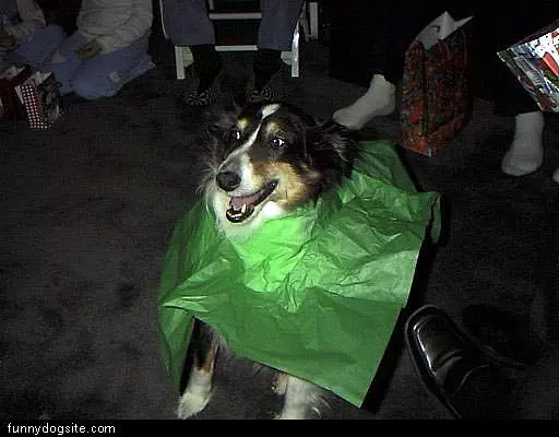 Dog With A Cape