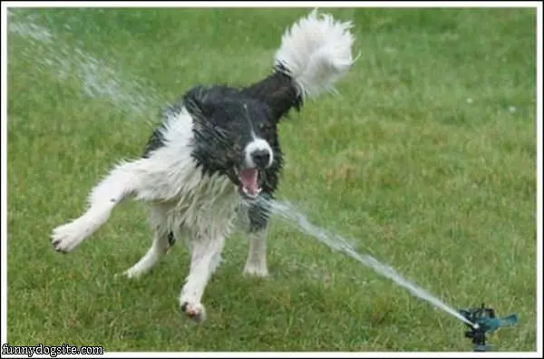 The Sprinkler Dog