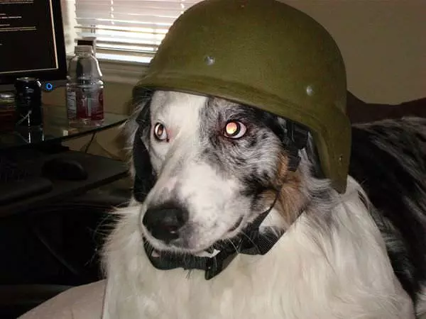 Helmet Dog
