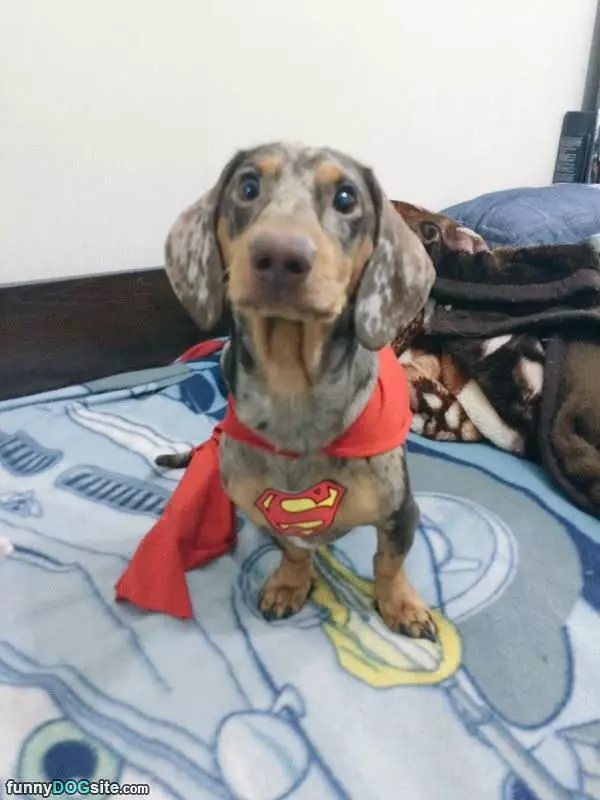 I Am Superdog
