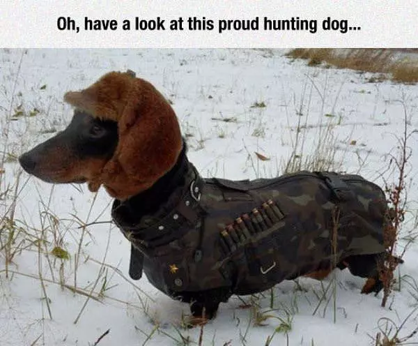 Proud Hunting Dog