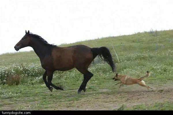 Dog Chasing Horse