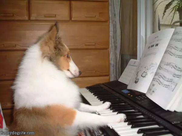 Dog Playing Some Keyboard