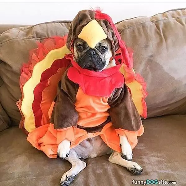 I Am A Turkey