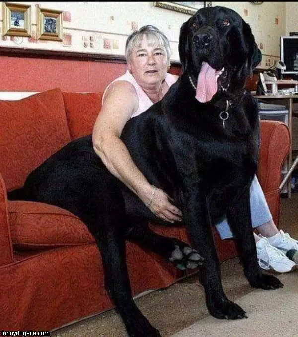 Huge Huge Dog