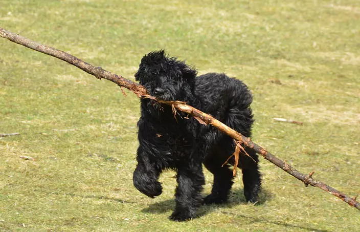 Bouvier des Flandres playing