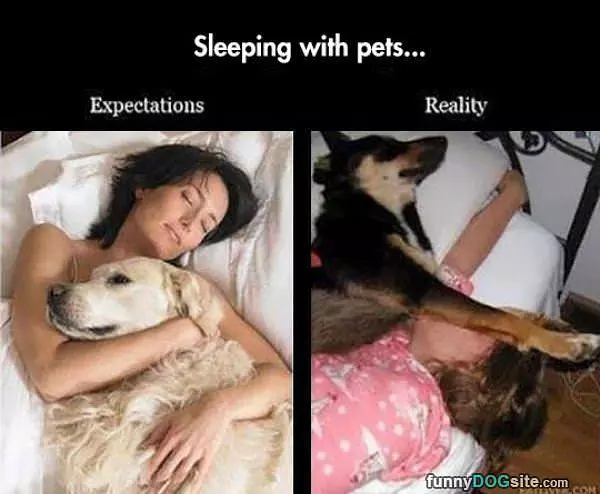 Sleeping Pets