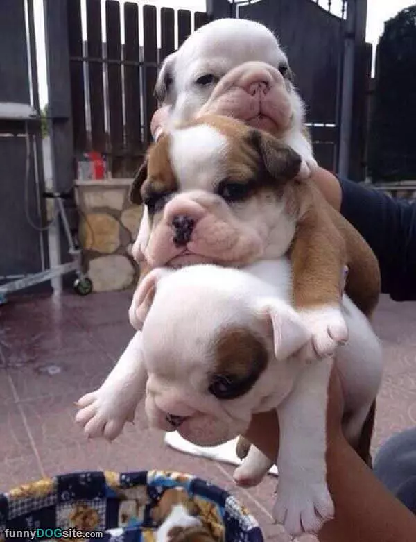 How To Stack Puppies