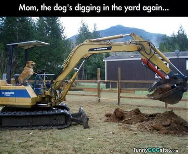 Digging In The Yard