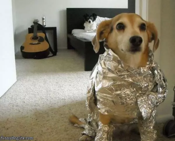 Tin Foil Dog