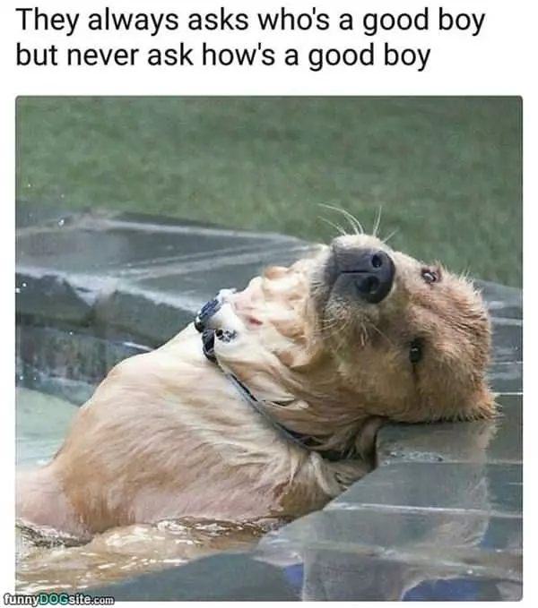 Whos A Good Boy
