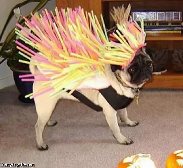 Crazy Costume Pug