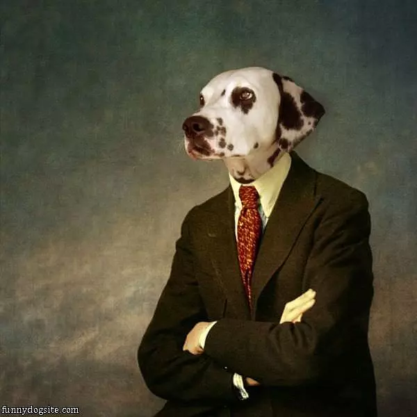 All Business Dog