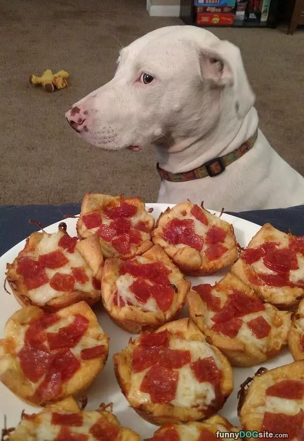 Just Guarding The Pizza