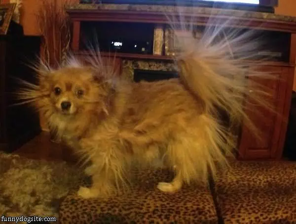 The Static Dog