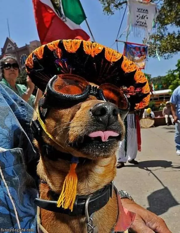 Festive Dog