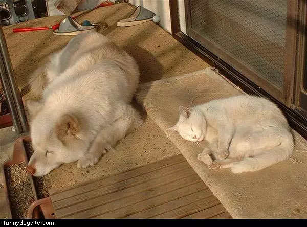 White Dog And Cat Sleep