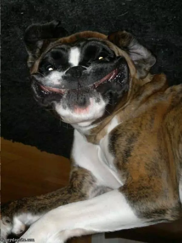 One Happy Smiling Dog