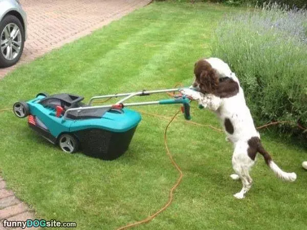 Mowing Some Lawn