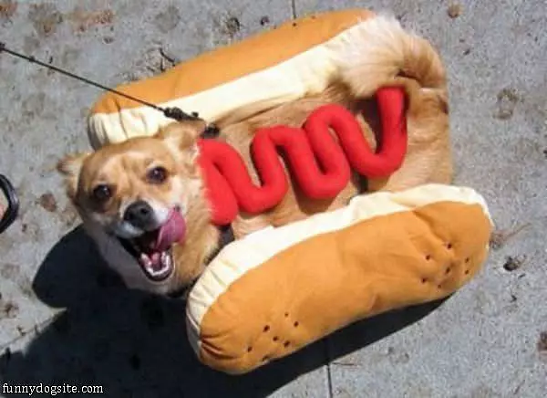 A Real Hot Dog
