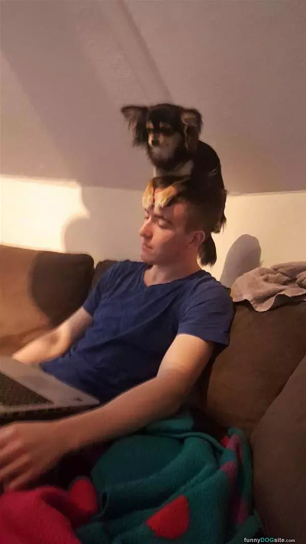 Puppy On A Head