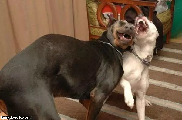 Dogs Laughing Together