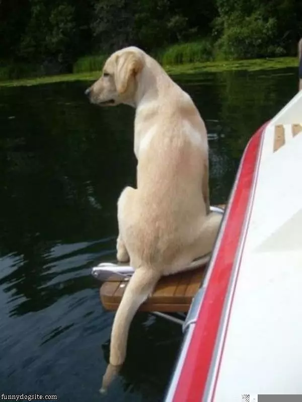 Boater Dog