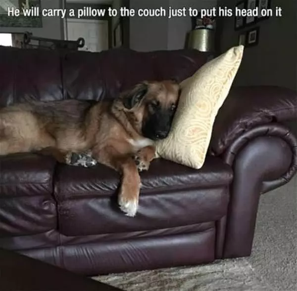 He Will Carry The Pillow Over