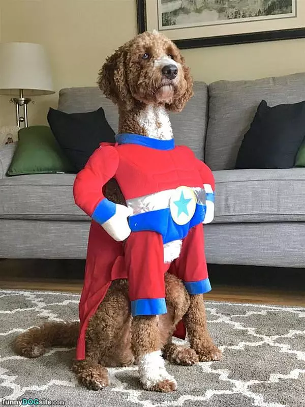 I Am A Super Dog