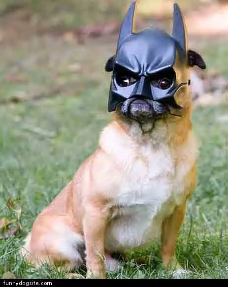 Na Na Bat Dog