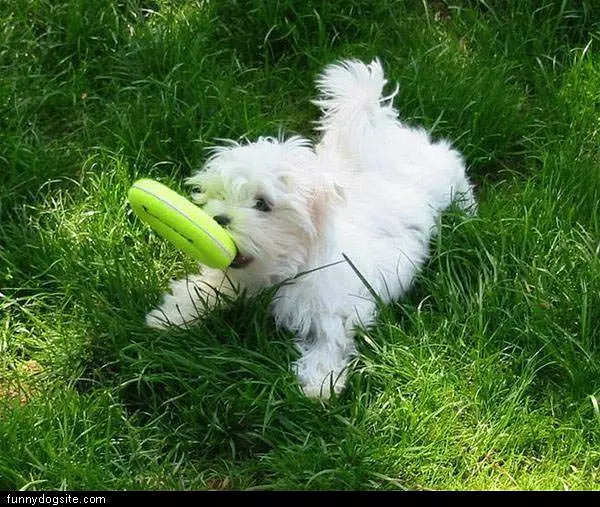 White Dog Playin Catch
