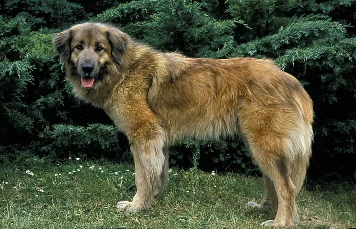 brown Estrela Mountain Dog