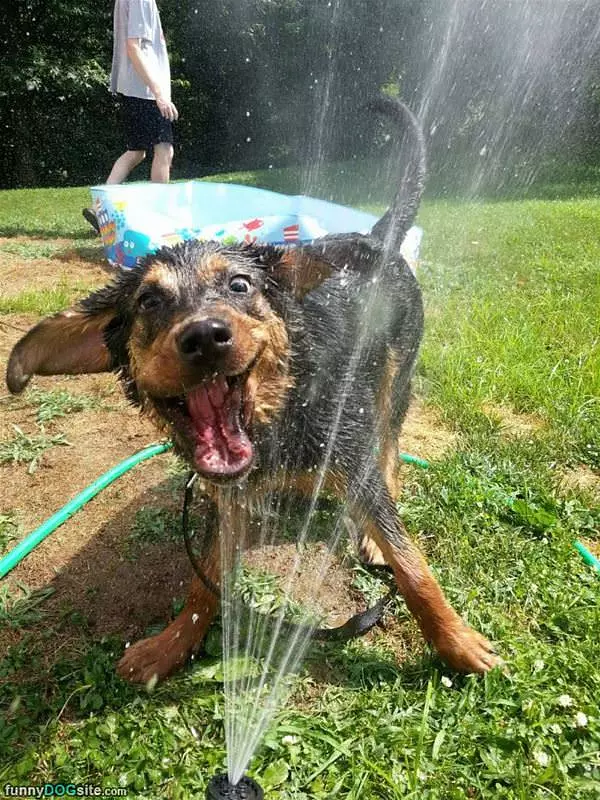 Playing With The Sprinkler
