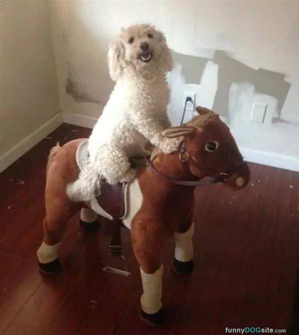 A Horsey Ride