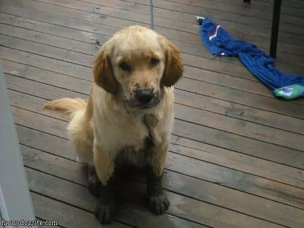 Slightly Muddy Puppy