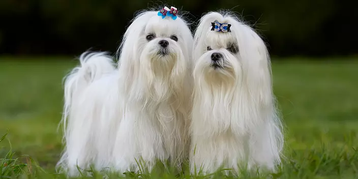 Maltese brothers