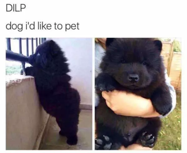 I Would Like To Pet