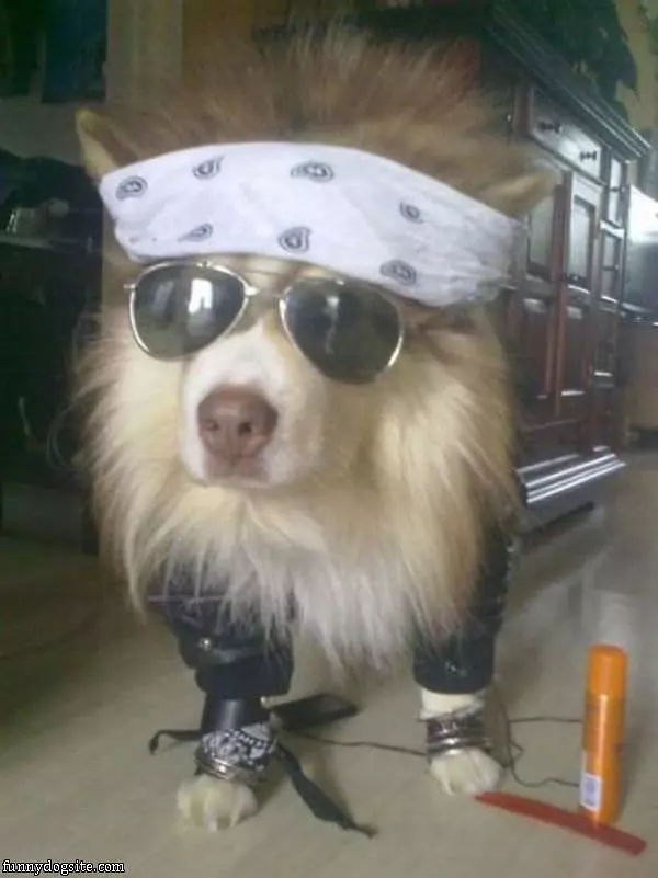 Rock Star Dog