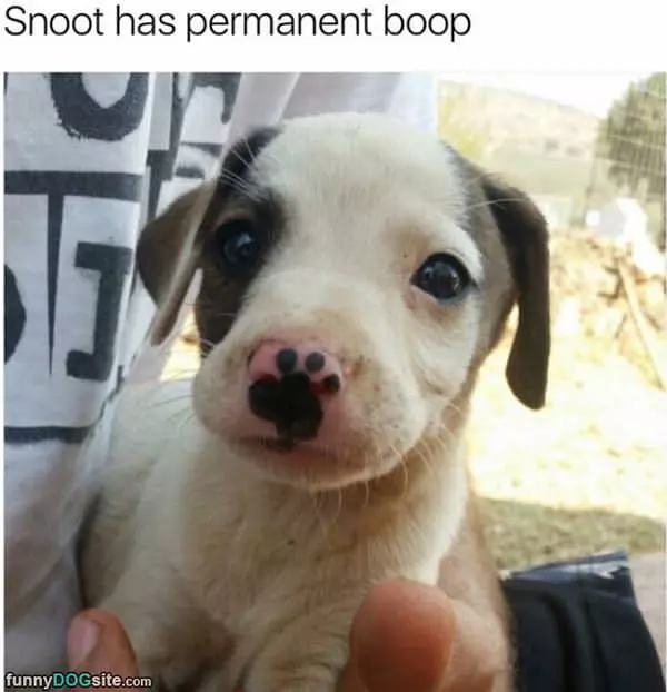 Snoot Has A Boop