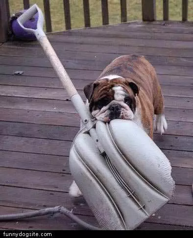 Dog With Shovel