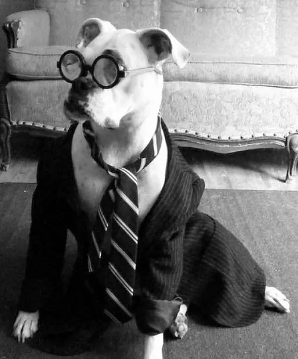 Professor Dog