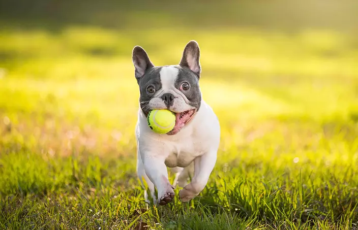 french bulldog playing with...